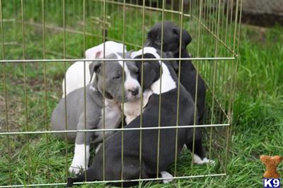 american pit bull pups for sale